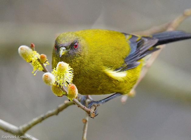 A New Zealand Bellbird perched on a flowering branch, the bird's face lightly speckled with pollen and its red eyes shining