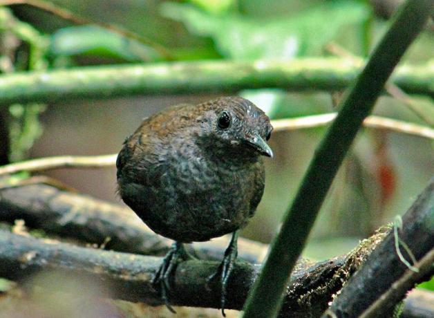 Small dark brownish grey bird with dark eyes, looking toward the viewer.