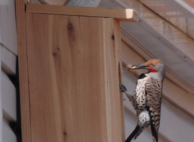 Northern Flicker nestbox on house