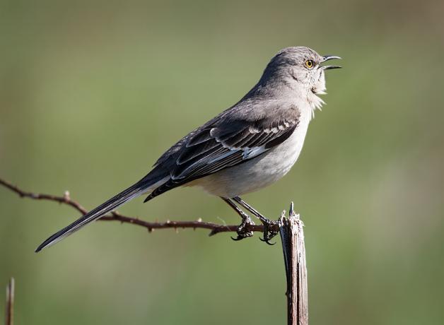 Northern Mockingbird singing
