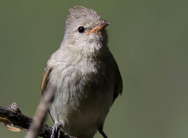 Northern Beardless Tryannulet perched on a branch