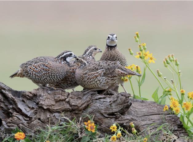 Two pair of Northern BobWhites showing their speckled plumage and striped heads while perched on fallen wood amidst spring flowers