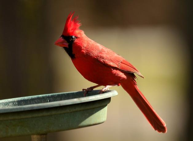 Male Northern Cardinal perched on edge of bird feeder tray, partially lit by sunlight, his red crest glowing