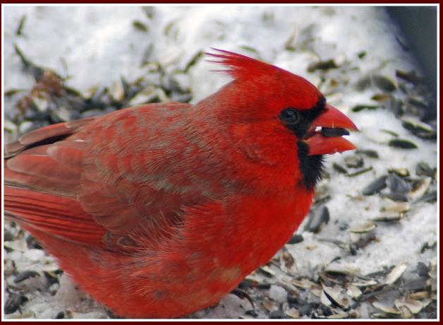 Northern Cardinal with seed