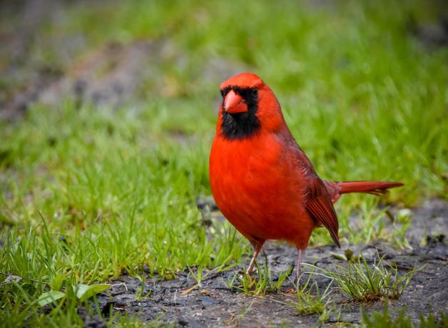 Bright red male Northern Cardinal, with his black mask and red beak, stands on a green grassy area.