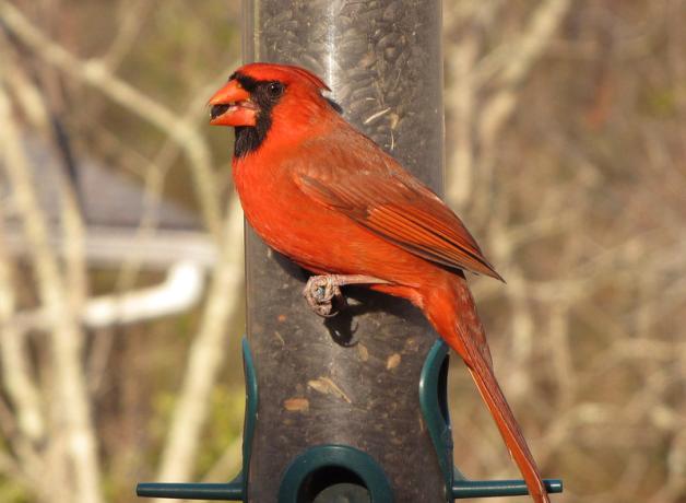 Northern Cardinal male at bird feeder