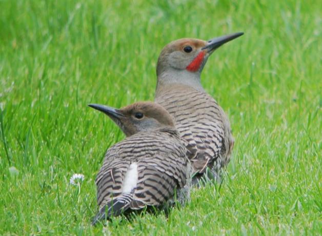 Northern Flicker adult and fledgling