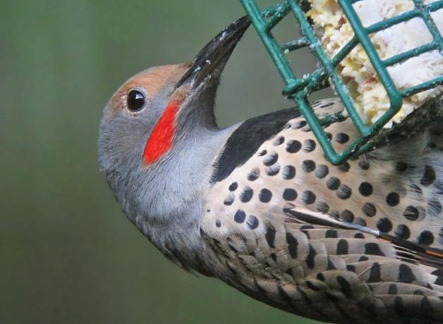 Northern Flicker at suet cage
