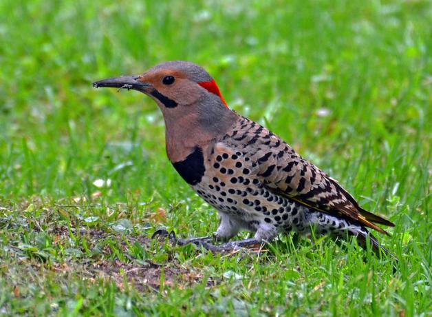 Northern Flicker standing on grassy area while eating ants