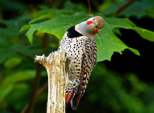 A male Northern Flicker atop a vertical branch, giving a quizzical head-tilted look at the viewer