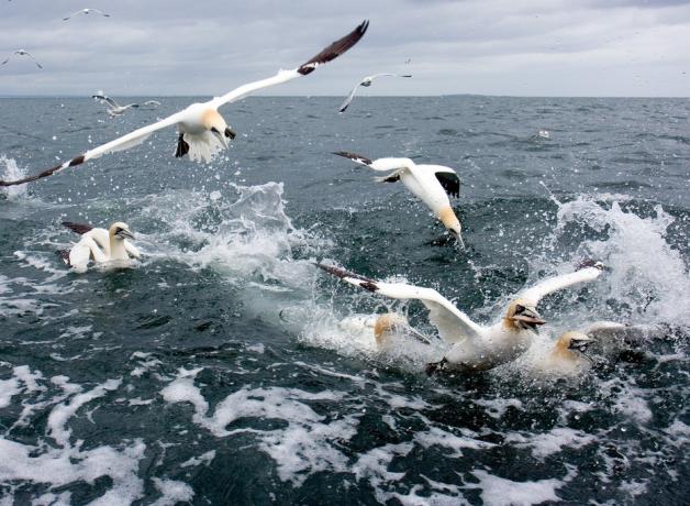 Northern Gannets feeding by diving into and splashing up out of the open sea. One bird has a fish in its beak.