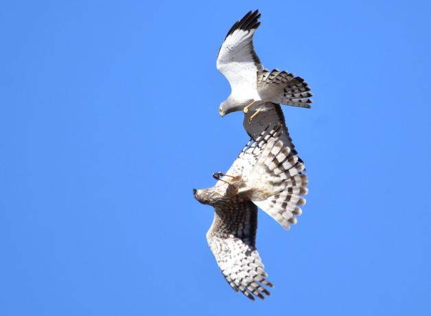 A male and a female Northern Harrier "sky dancing" with each other against a clear blue sky