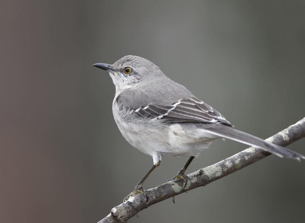 A small bird with warm gray plumage on head and back, with lighter gray on breast and belly. It has a short black beak and golden eye. 