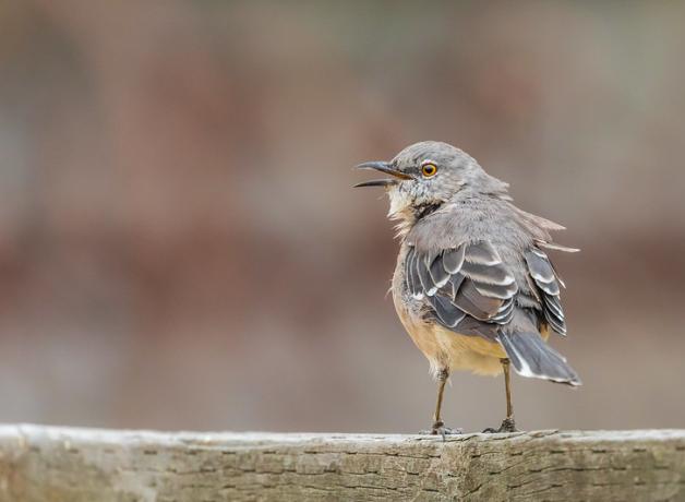 A Northern Mockingbird perched with its back to the camera and head turned to the left, beak open.