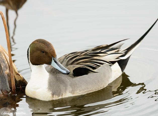 Northern Pintail breeds in North American wetlands