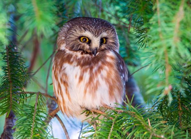 Northern Saw-whet Owl