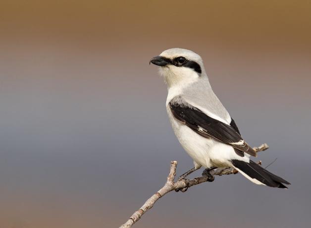 A Northern Shrike, showing black horizontal stripe "mask" across its eye, while perched on a twig