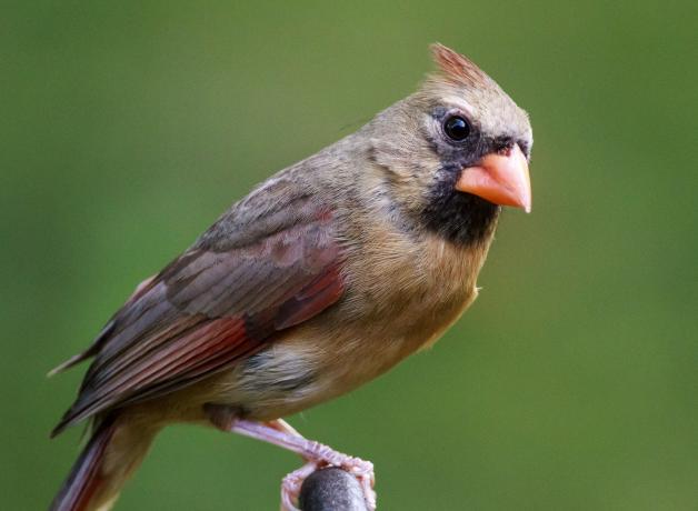 Female Northern Cardinal