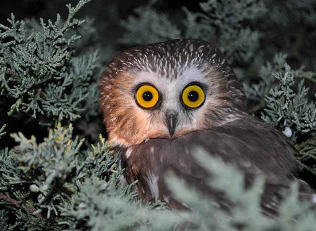 Northern Saw-whet Owl