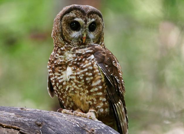 Northern Spotted Owl | BirdNote