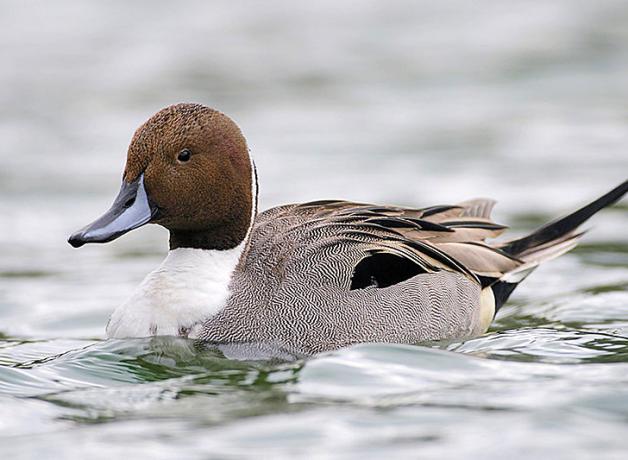 Northern Pintail