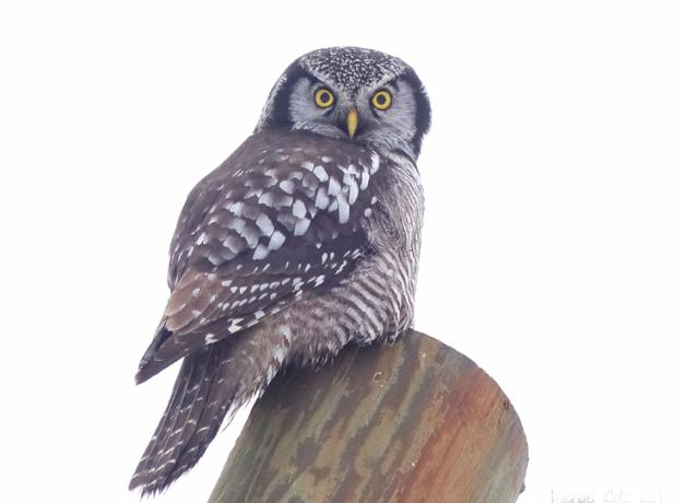 Northern Hawk Owl