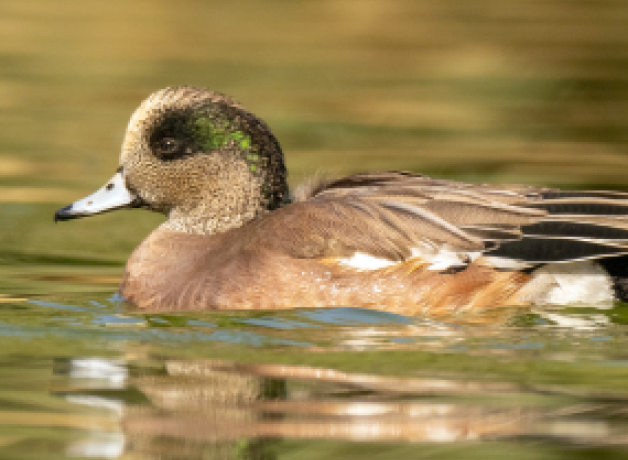 American Wigeon glides across water