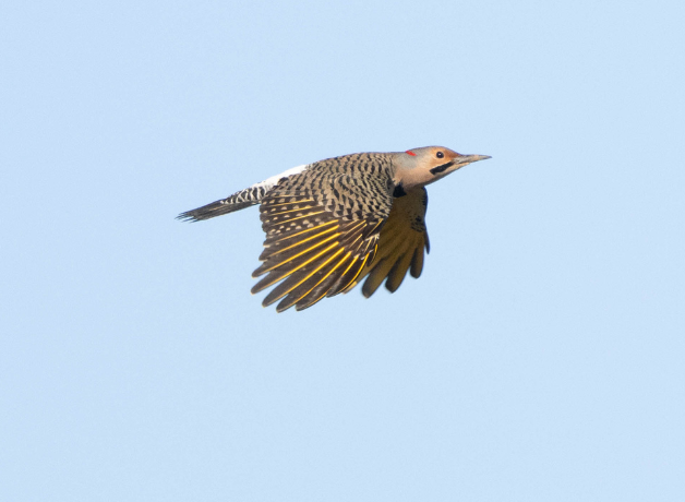 Northern Flicker in flight with a light blue sky in the background
