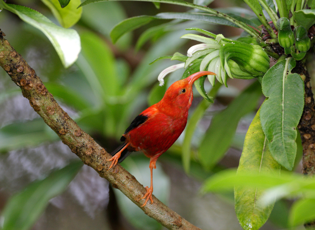 An ‘i‘iw perches on a branch