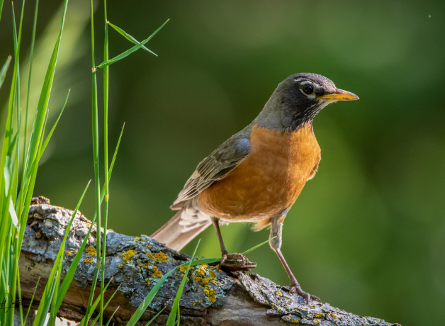 An American Robin stands on a log in golden sunlight against a green background.
