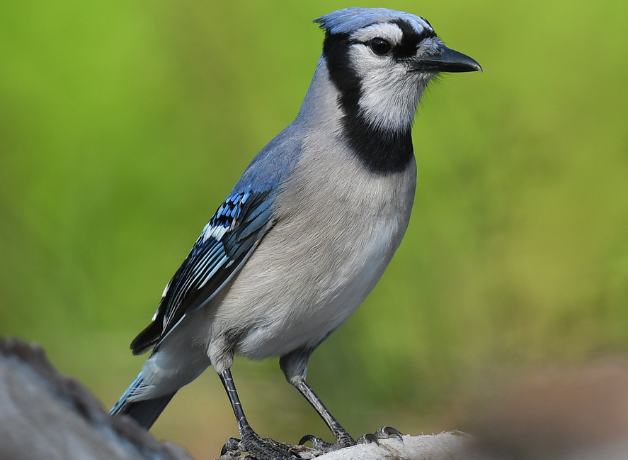 A Blue Jay perched in front of a green backdrop. 