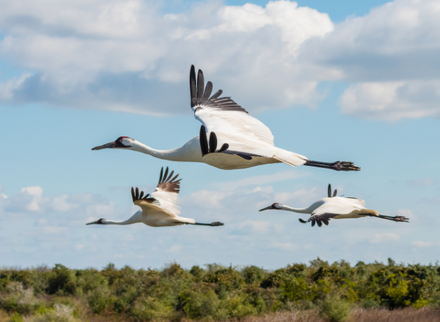Three Whooping Cranes seen flying in profile against a blue sky.