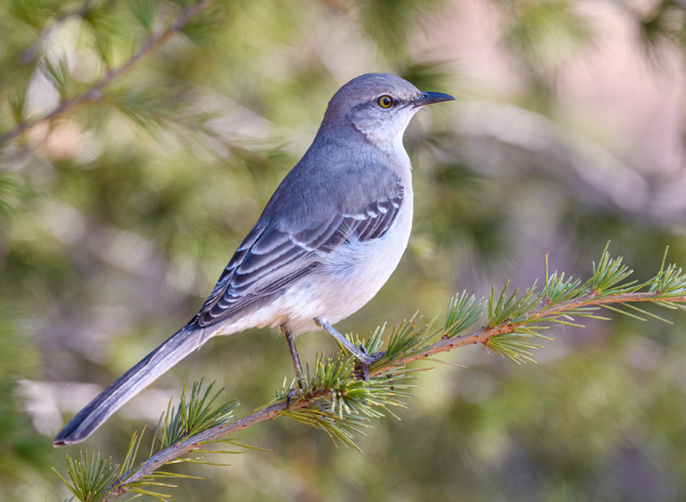 A Northern Mockingbird perches on a thin branch