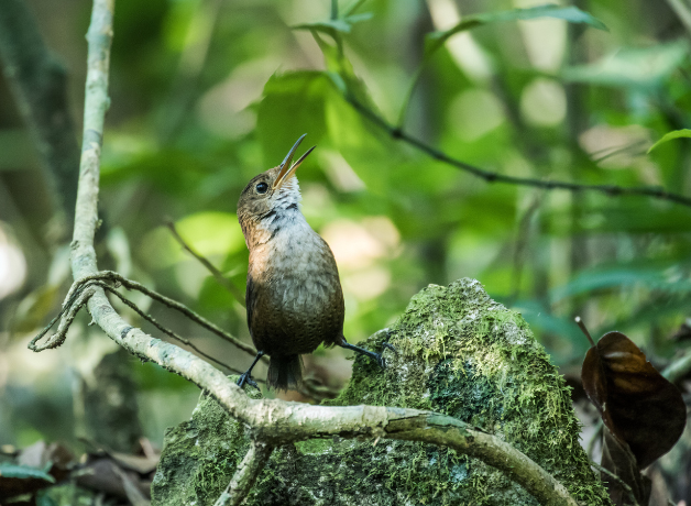 Un cuevero de nava cantando en el bosque. 