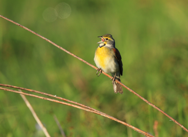 Dickcissel perches on long twig, beak open
