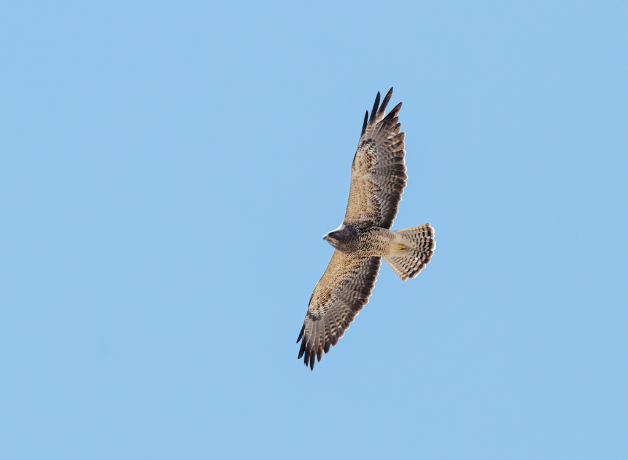 A juvenile Swainson's Hawk soars across a bright blue sky.