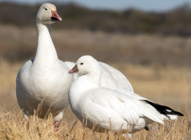 Two white geese with pink bills and black wing tips stand in yellow grass. The bird in back is a hefty Snow Goose that towers over the petite Ross's Goose in the foreground.