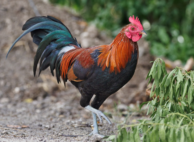 Un gallo caminando por el suelo del bosque