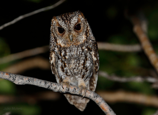 A Flammulated Owl perches on a bare branch. The tiny raptor's feathers are brown and streaky with a few flecks of orange.