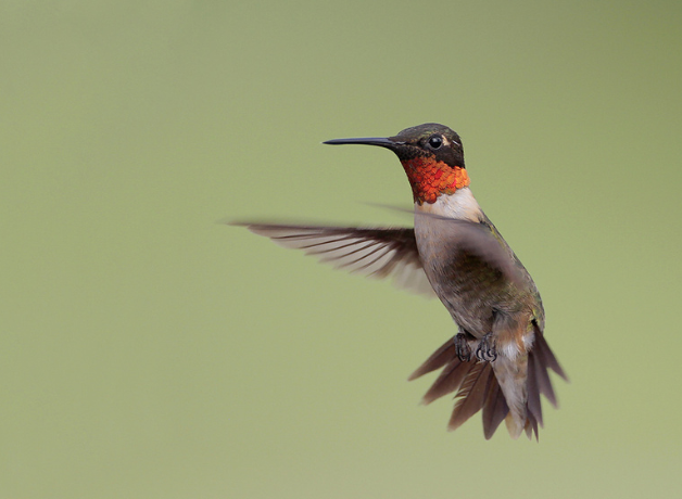 Un colibrí garganta rubí volando