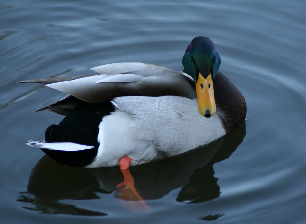 A mallard duck sitting on the water