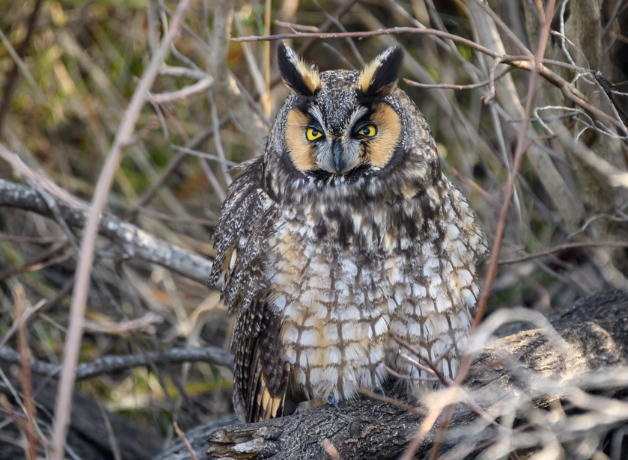 A Long-eared Owl perched in a dry bush with their feathers all puffed up, looking cold and sleepy.