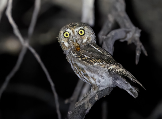 An Elf Owl holding a grasshopper-like insect in their bill. The bird is perched on a bare branch and appears slightly illuminated. 