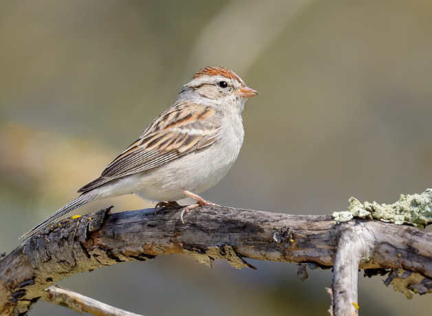 A Chipping Sparrow perched on a branch. Viewed in profile, the bird's brown cap and black eye line are distinctive.