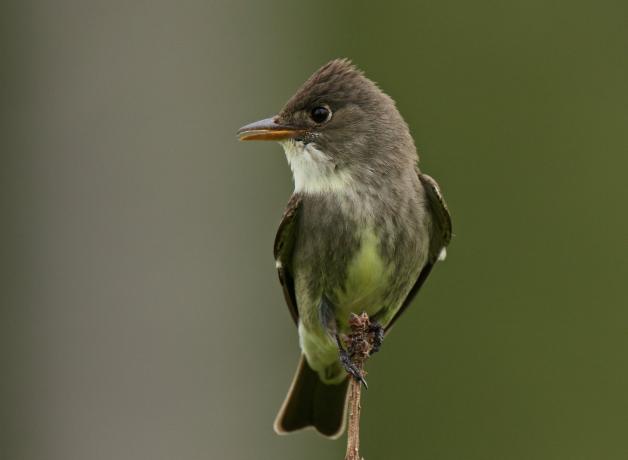 Olive-sided Flycatcher clinging to the tip of a branch, and looking to its right.