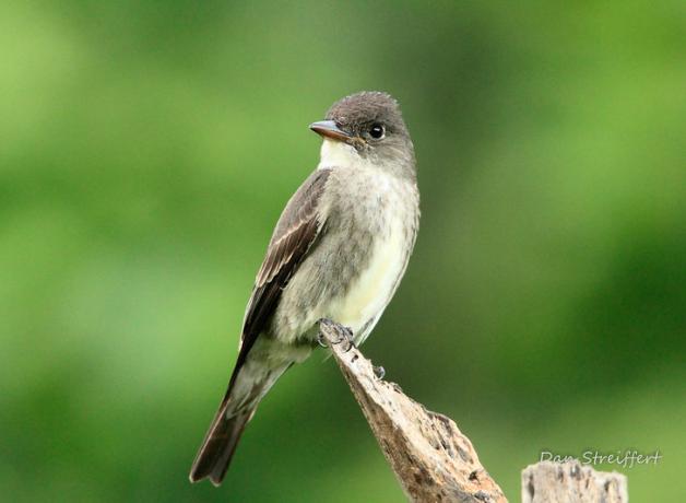 Olive-sided Flycatcher