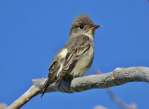 Olive-sided Flycatcher