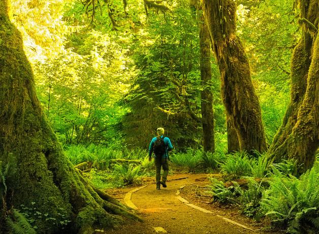 A hiker walks through Olympic National Park