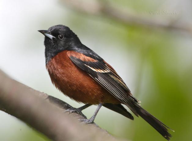 A male Orchard Oriole.