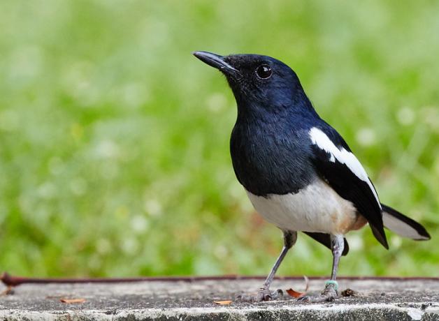 Oriental Magpie-Robin displaying his navy blue head, chest, and wings, with white underparts and white stripe on the wing. 